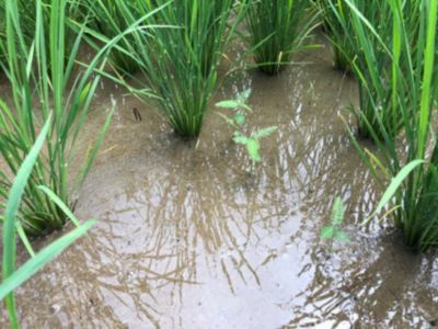 7月16日（散布前）