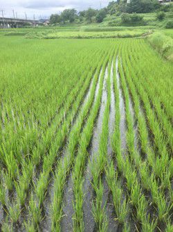 7月16日（散布13日後）