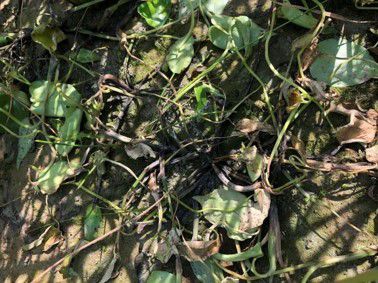 7月21日（散布6日後）