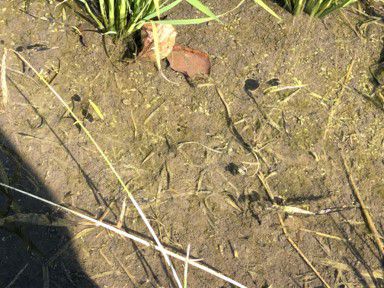 6月23日（散布8日後）