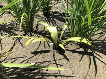 6月29日（散布3日後）