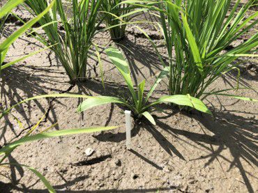 6月24日（散布2日前）