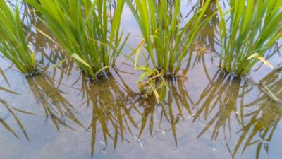 7月7日（散布4日後）