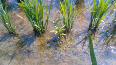 7月3日（散布前）