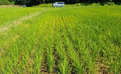 7月16日（散布7日後）