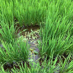 7月22日（散布7日後）