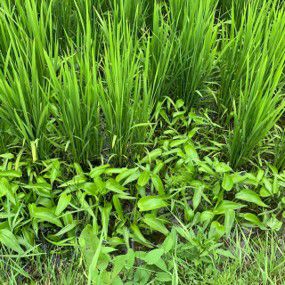 7月15日（散布前）