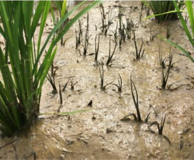 6月24日（散布4日後）