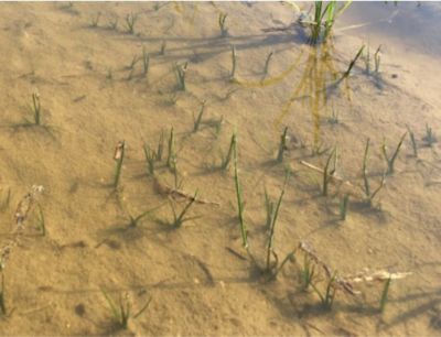 6月18日（散布2日前）