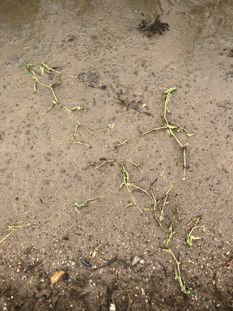 6月26日（散布6日後）