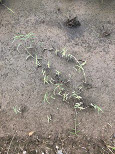 6月20日（散布前）