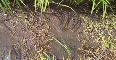 7月30日（散布14日後）