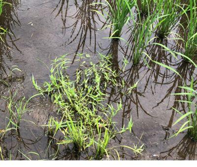 7月16日（散布前）