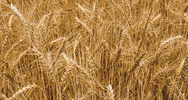 wheat beauty shot
