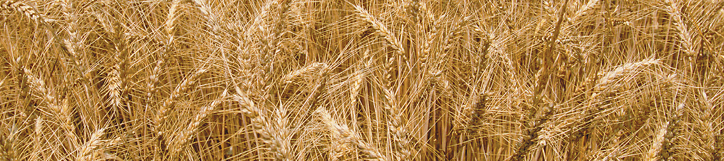 Wheat field, Wheat