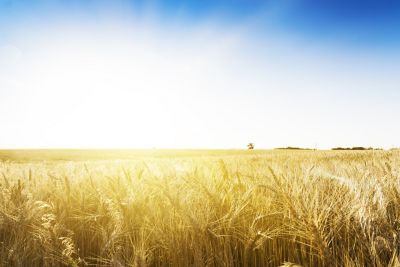 field of barley