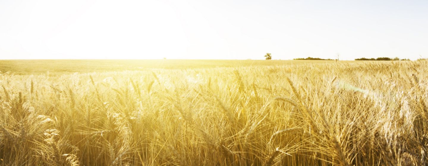wheat field