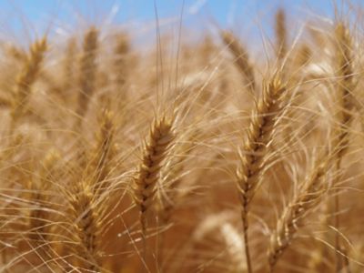 wheat close up