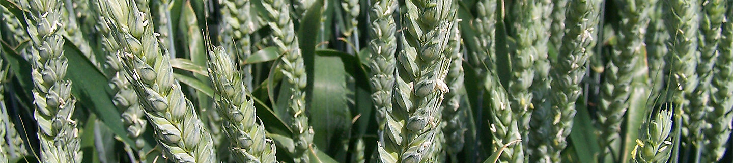 wheat ears at flowering stage