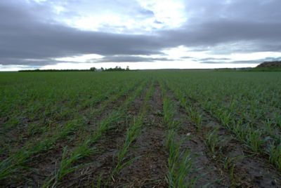 Wheat Herbicide Programs: Burndown Tips for Better Weed Control ...