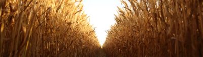 Wheat field for hero