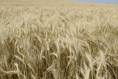 Wheat field