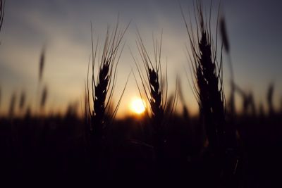 wheat growing in Montana