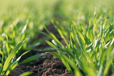 wheat sprouting