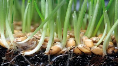 wheat germination in soil