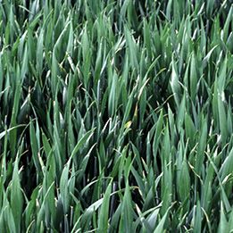 wheat crop