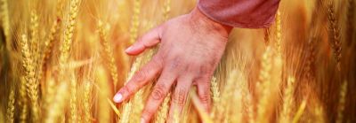 wheat human hand