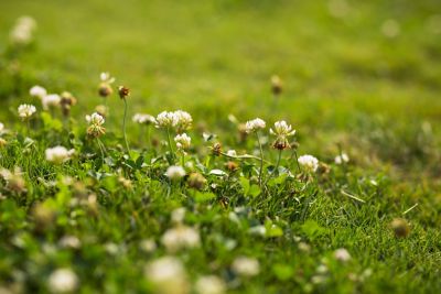 White clover in turf