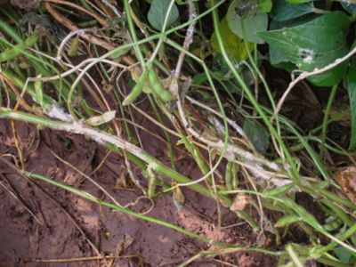 White mold in soybeans