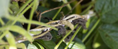 white mould on soybean stem