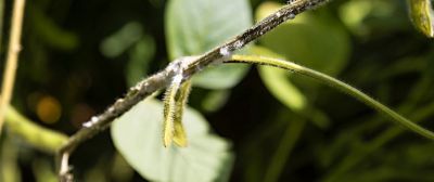 white mould on soybean stem
