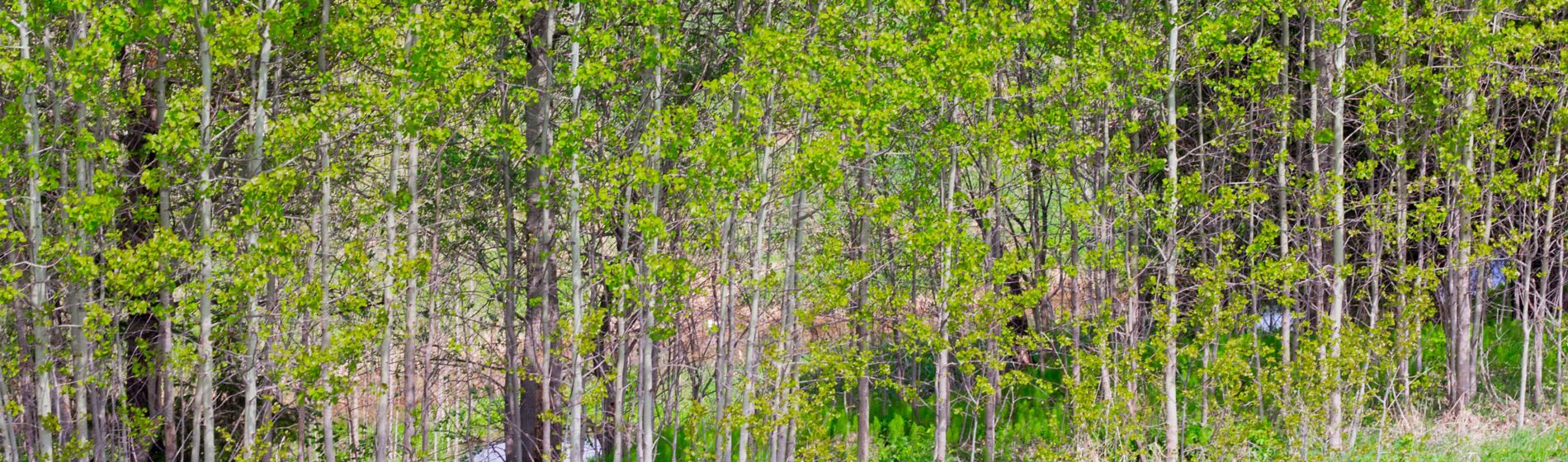 tree line