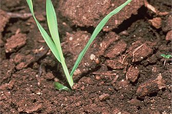 wild oat seedling