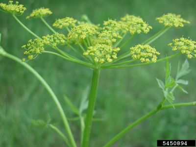 Wild parsnip