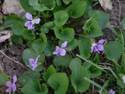 Wild Violet