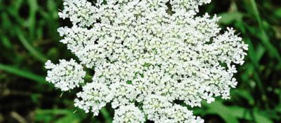 A wild carrot bloom