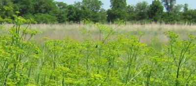 wild parsnip