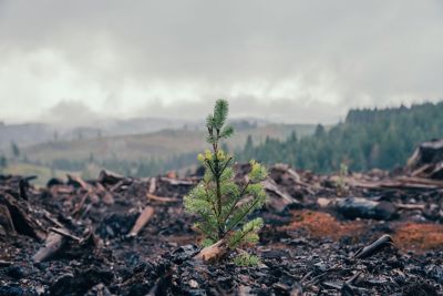 A small tree after a fire