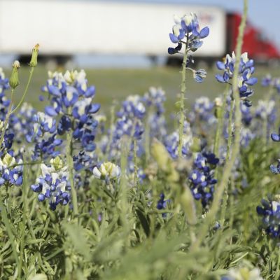 Image of snapdragons and dandelions along a roadside.