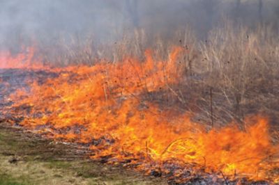 Fire along a roadside