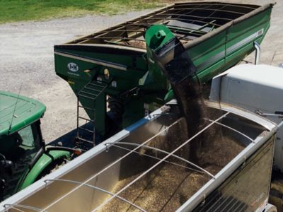 Harvested winter canola pouring from a harvester into a grain trailer.
