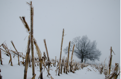 snowy corn field