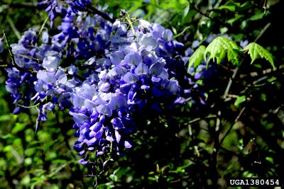 Wisteria flower