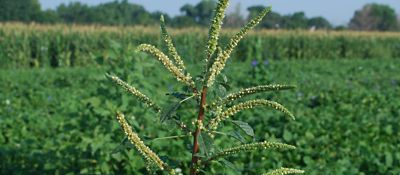Worst weeds in corn