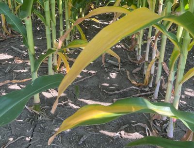 Yellow corn leaf lacking nutrients