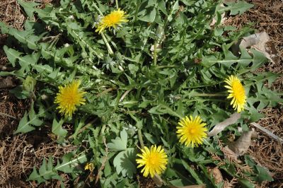 Dandelion yellow flowers top view